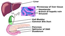 Schematic diagram of biliary system