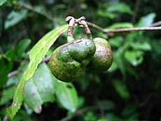 Vruchten van Camellia sinensis