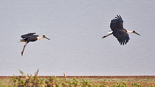 Asian woolly-necked storks (Ciconia episcopus) in flight, April 2024