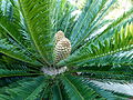 Macrozamia moorei