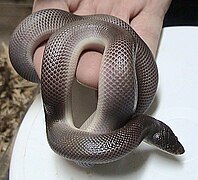 Le Python fouisseur du Mexique (Loxocemus bicolor) a un mode de vie fouisseur et un corps cylindrique[17].