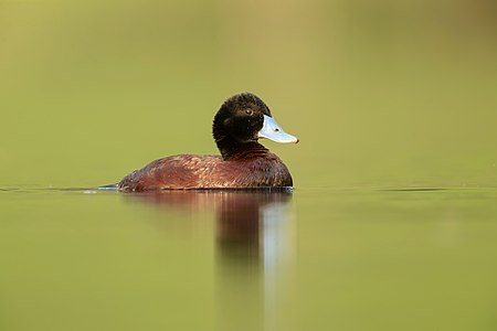 Blue-billed duck, by JJ Harrison