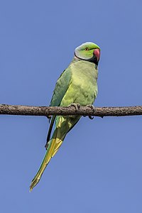 Rose-ringed parakeet, by Charlesjsharp