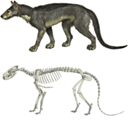 Daphoenodon superbus (Amphicyonidae, fossile et reconstitution)