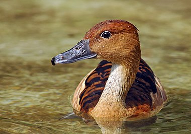 Fulvous Whistling Duck