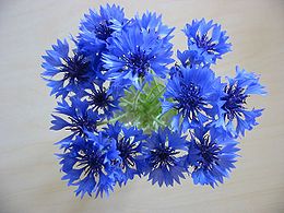 Rugiagėlė (Centaurea cyanus)