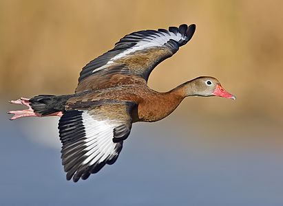 Black-bellied whistling duck, by Alan D. Wilson (edited by Olegivvit)