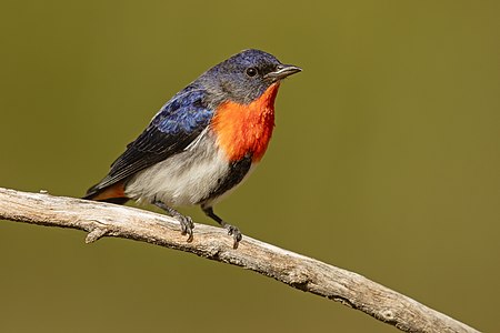 Mistletoebird, by JJ Harrison