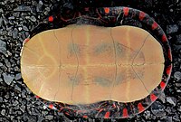 An overturned turtle on rocks: the under shell is faint tan with faint black shaded patterns on it.