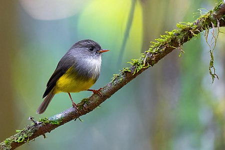 Yellow-bellied flyrobin, by JJ Harrison