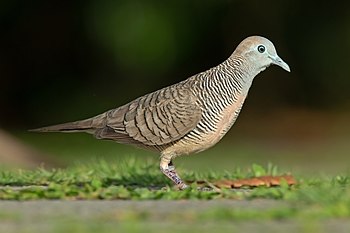 Zebra dove