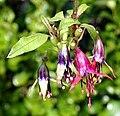 Fuchsia excorticata