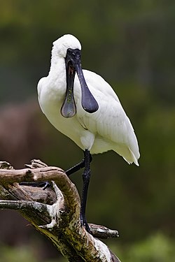 Royal Spoonbill