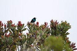 Жутопрсни нектарник (Nectarinia famosa)