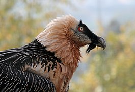 Gypaète barbu - gypaetus barbatus.