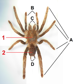 1: Kopborststuk, 2: Achterlijf, A: Poten, B: Palpen, C: Cheliceren, D: Spintepels.