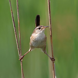 Marsh wren, by Cephas