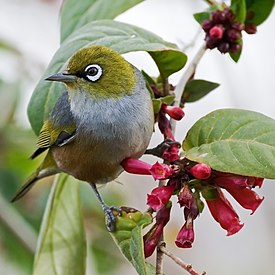 Silvereye