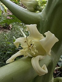 Papaya flower