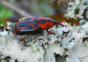 Rhynchophorus cruentatus (Fabricius, 1775)- мешканець Флориди, США.