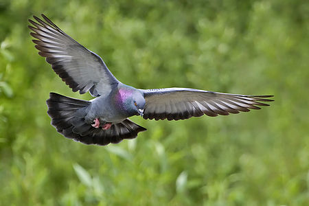 Rock dove, by Alan D. Wilson