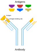 A schematic representation of an antibody