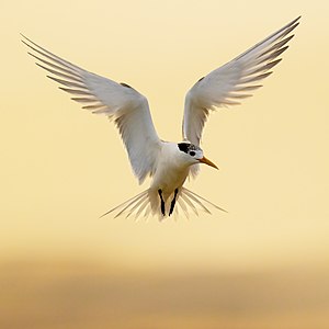 Greater crested tern in flight, by JJ Harrison