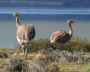 Rhea darwinii