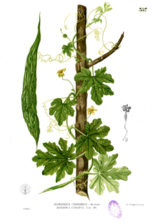 Botanical illustration