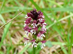 Vue en gros plan de la hampe florale d'une orchidée sauvage