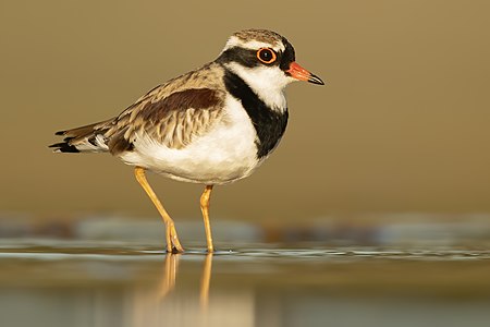 Black-fronted dotterel, by JJ Harrison