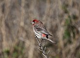 House Finch