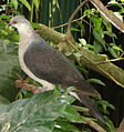 White-headed pigeon