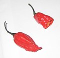 Naga jolokia Chilli (bhut jolokia) (C. chinense x C. frutescens)