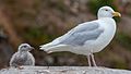 Polarmåke Larus hyperboreus