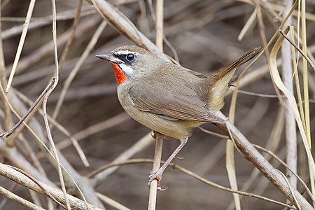 Siberian rubythroat, by JJ Harrison