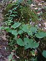 Plant of Dioscorea communis