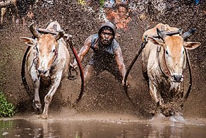 Beeld van die jaar 2019: Twee bulle hardloop terwyl die jokkie hulle vashou tydens 'n pacu jawi (Minangkabau vir: "bulwedloop"), 'n tradisionele bulwedloop in Tanah Datar, Wes-Soematra, Indonesië. 2015, Finale-45.