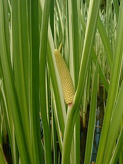 Блатен аир (A. calamus)