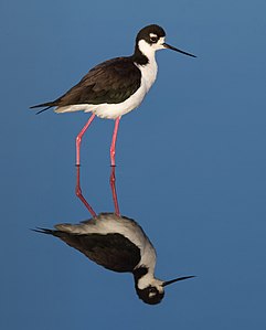 Black-necked stilt, by Frank Schulenburg