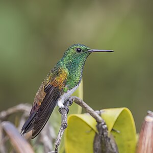 Snowy-bellied hummingbird, by Charlesjsharp