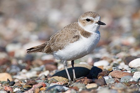 Snowy plover, by Mike Baird (edited by Samsara)