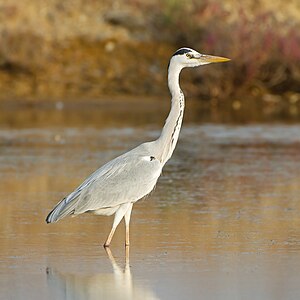 Grey heron, by JJ Harrison