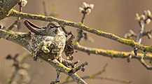 Anna's Hummingbird