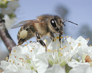 Im (Apis mellifera)