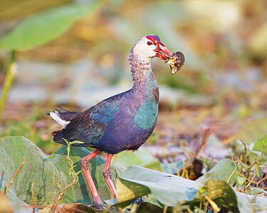 Black-backed swamphen, by JJ Harrison