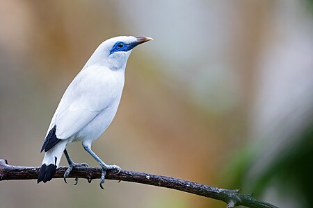 Bali myna, by JJ Harrison