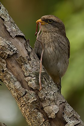 Yellow-billed shrike