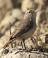 Rock Wren