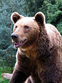 Rudasis lokys (Ursus arctos)